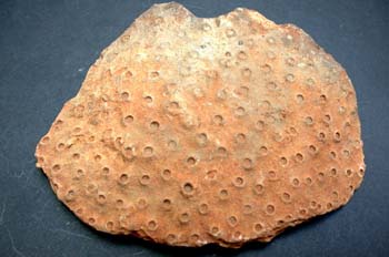 Phillipsastraea torreana (Coral) Devónico