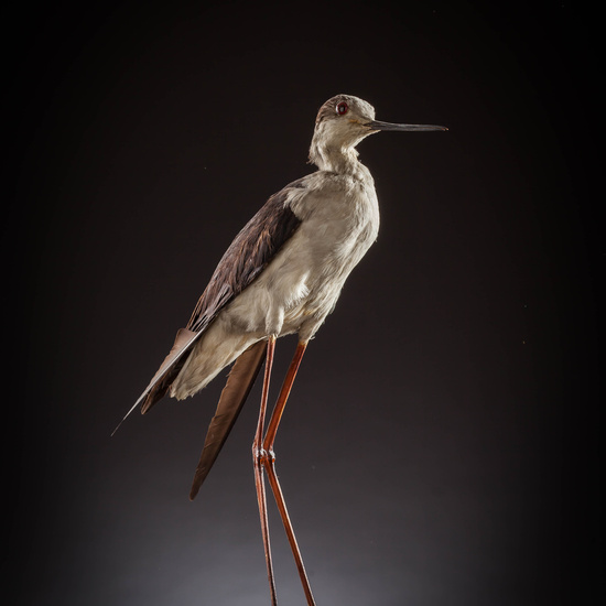 IES_SANISIDRO_MUSEO_Aves_116