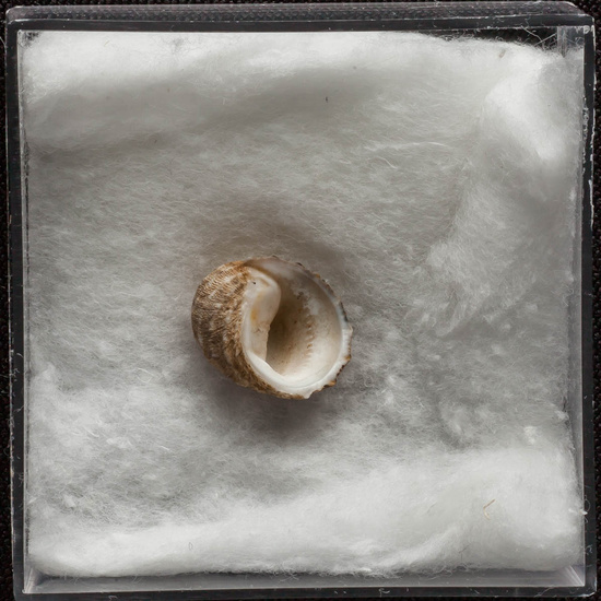 IES_ISABELLACATOLICA_BIOLOGIA_307