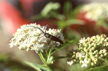 Longicornio menor de los quercus (Cerambyx scopoli)