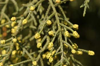 Ciprés de Arizona - Flores (Cupressus arizonica)