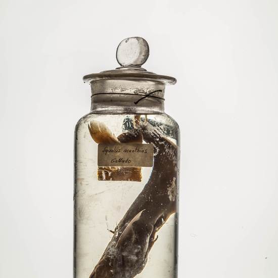 IES_CARDENALCISNEROS_CIENCIASNATURALES_190