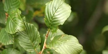 Mostajo - Hojas (Sorbus aria)