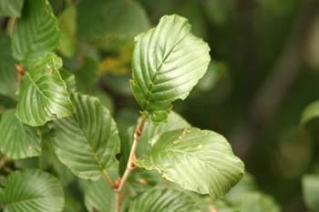 Mostajo - Hojas (Sorbus aria)