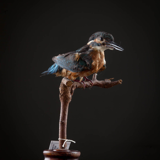 IES_ISABELLACATOLICA_BIOLOGIA_552