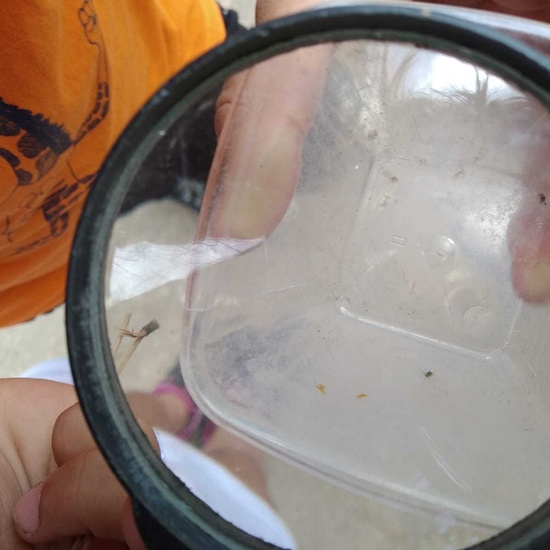 2019_06_07_Los alumnos de Quinto observan los insectos del huerto_CEIP FDLR_Las Rozas 15