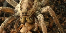 Araña lobo o tarántula (Lycosa radiata)