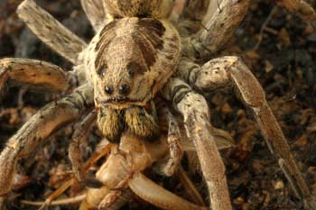 Araña lobo o tarántula (Lycosa radiata)