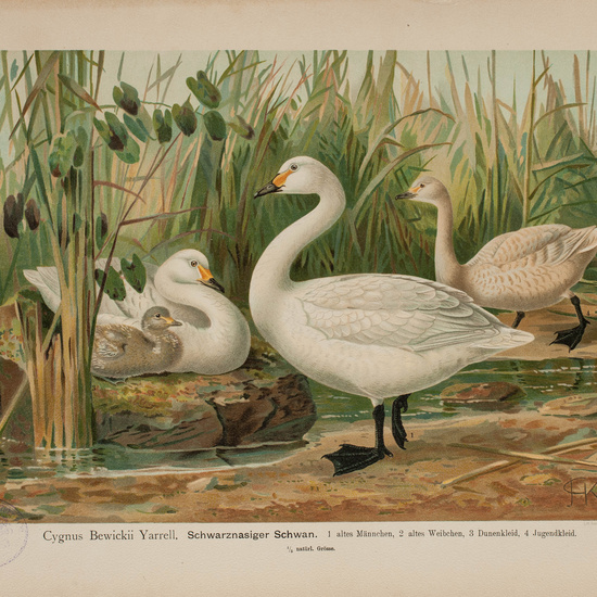 IES_CARDENALCISNEROS_AVES_LAMINAS_038