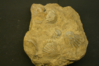 Caliza fosilífera lumaquela