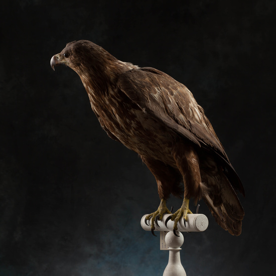 IES_SANISIDRO_MUSEO_Aves_170