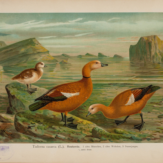 IES_CARDENALCISNEROS_AVES_LAMINAS_047