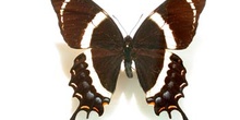 Papilio garamas (América Central)