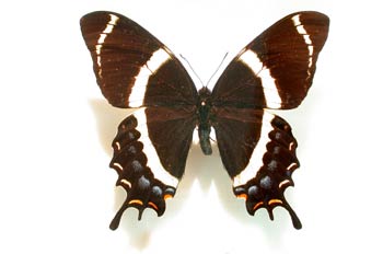 Papilio garamas (América Central)