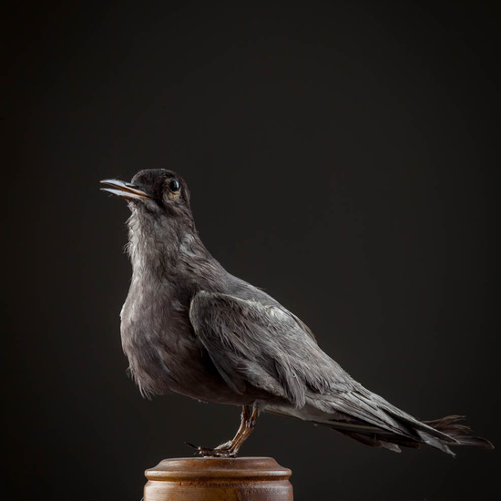 IES_ISABELLACATOLICA_BIOLOGIA_557