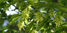 Carpe - Fruto (Carpinus betulus)