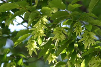 Carpe - Fruto (Carpinus betulus)