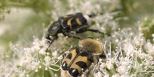 Cetónido avispa (Trichus fasciatus)