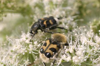 Cetónido avispa (Trichus fasciatus)