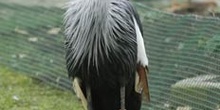 Grulla coronada