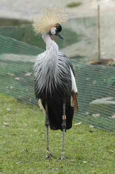 Grulla coronada