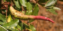 Pulgón del Pistacho - Agalla ( Baizongia pistaciae)