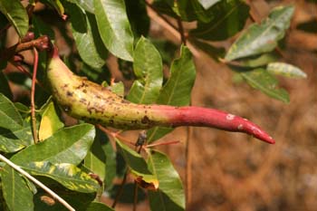 Pulgón del Pistacho - Agalla ( Baizongia pistaciae)