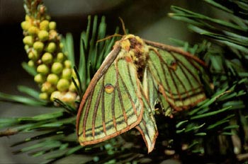 Isabelina (Graellsia isabellae)