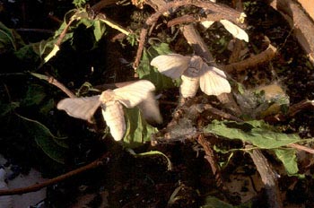 Mariposa de la seda - Imago (Bombyx mori)