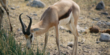 Gacela de Grant macho, Namibia