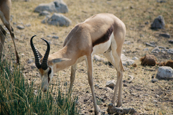 Gacela de Grant macho, Namibia