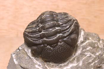 Phacops rana (Trilobites) Silúrico