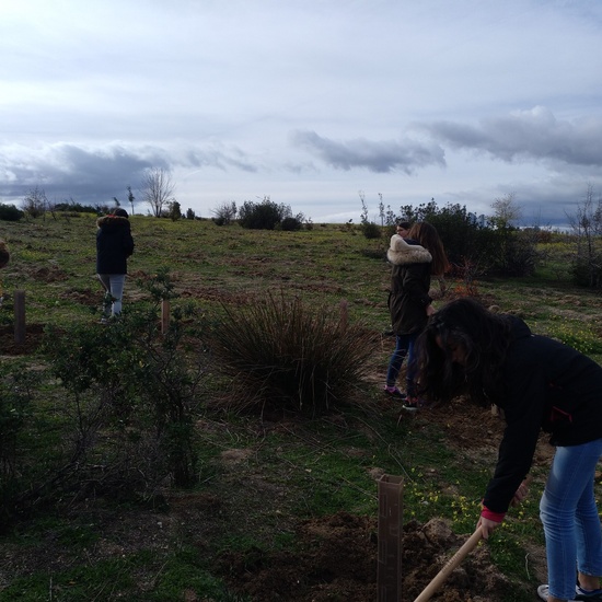 Plantación en el parque forestal de Valdebebas 2019 19
