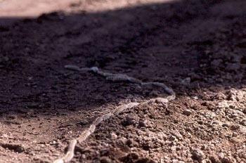 Procesionaria del pino - Oruga (Thaumetopoea pityocampa)