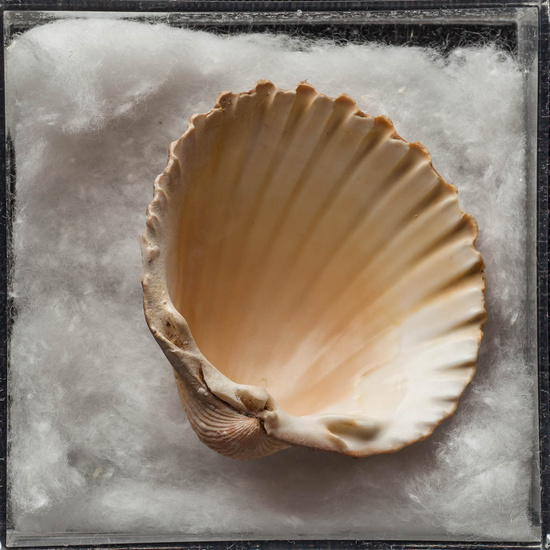 IES_ISABELLACATOLICA_BIOLOGIA_438