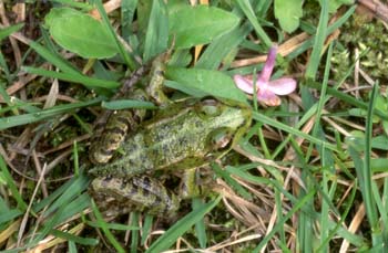 Rana común (Rana perezi)