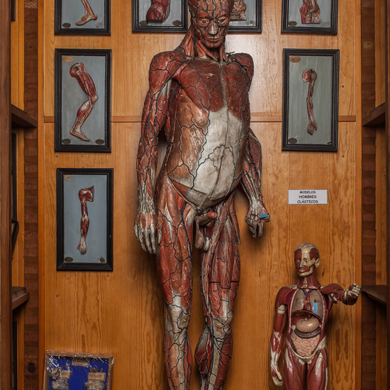 IES_CARDENALCISNEROS_ANATOMIA_MODELOS_003