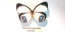 Elymnias agondas (Nueva Guinea)