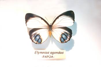 Elymnias agondas (Nueva Guinea)