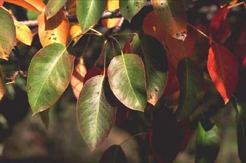 Manzano rojo (Malus x purpurea)