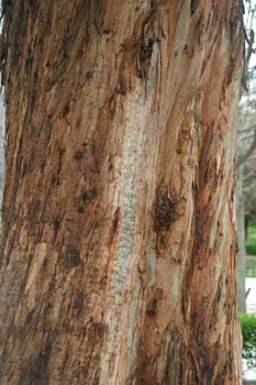 Eucalipto colorado - Tronco (Eucalyptus camaldulensis)