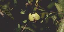 Nogal - Nuez (Juglans regia)