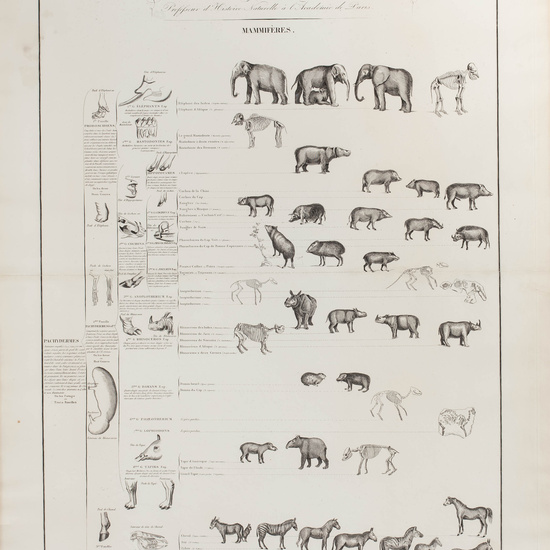 IES_CARDENALCISNEROS_ZOOLOGIA_I_LAMINAS_031