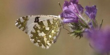 Blanca meridional (Euchloe ausonia)