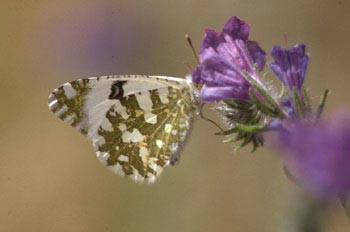 Blanca meridional (Euchloe ausonia)
