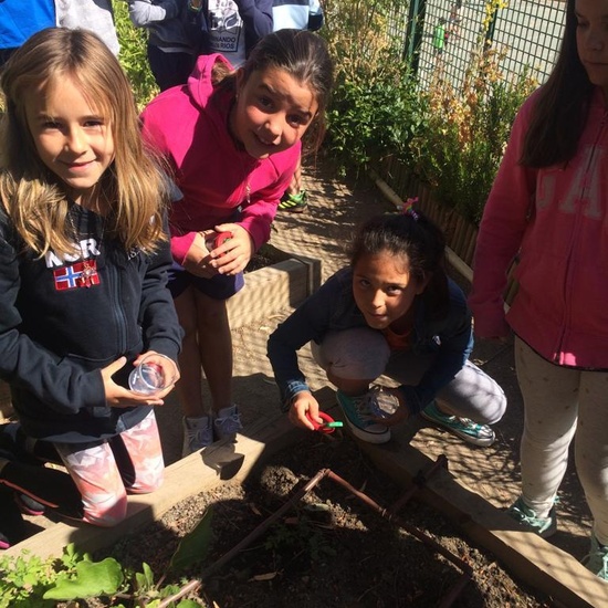 2019_06_11_4º observa insectos en el huerto_CEIP FDLR_Las Rozas 18
