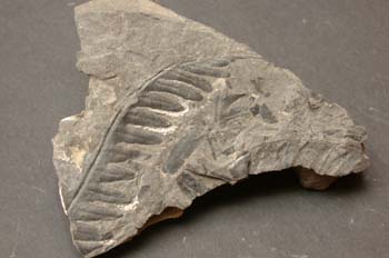 Lonchopteris rugosa (Helecho) Carbonífero