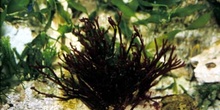 Alga roja (Rodoficea)