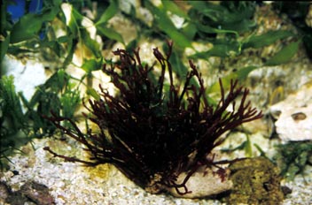 Alga roja (Rodoficea)