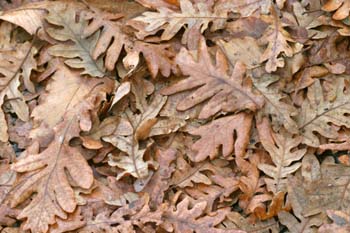 Rebollo / melojo - Suelo (Quercus pyrenaica)